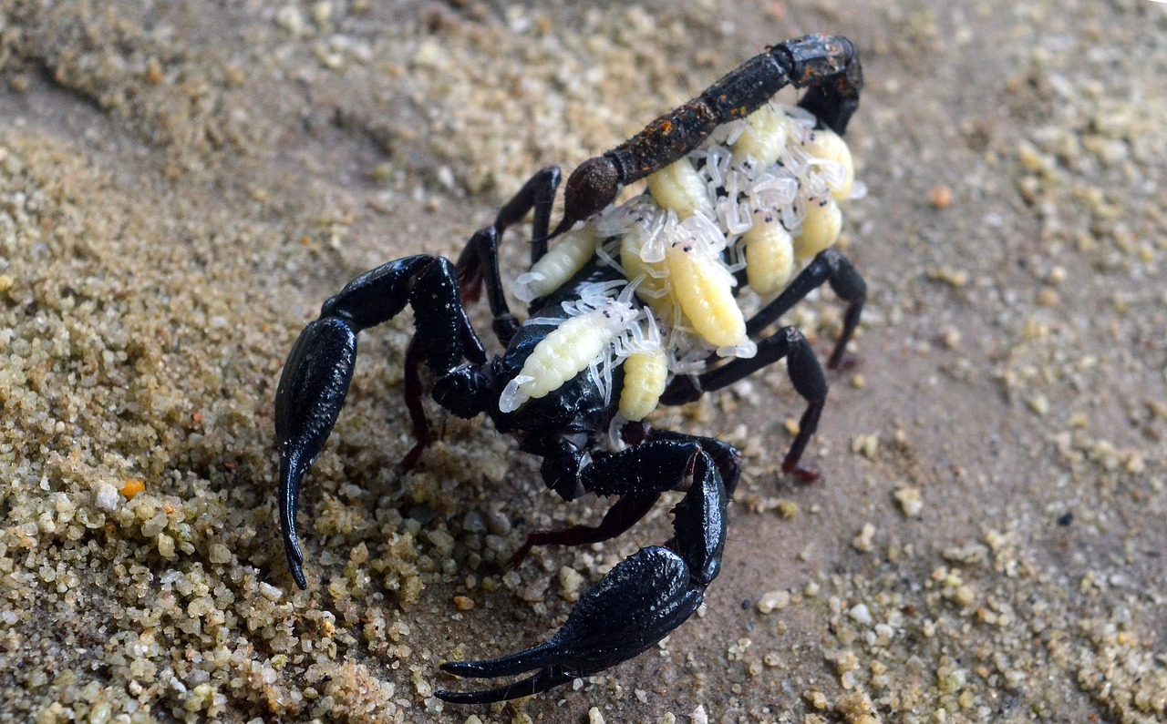 scorpion-4712841_1280